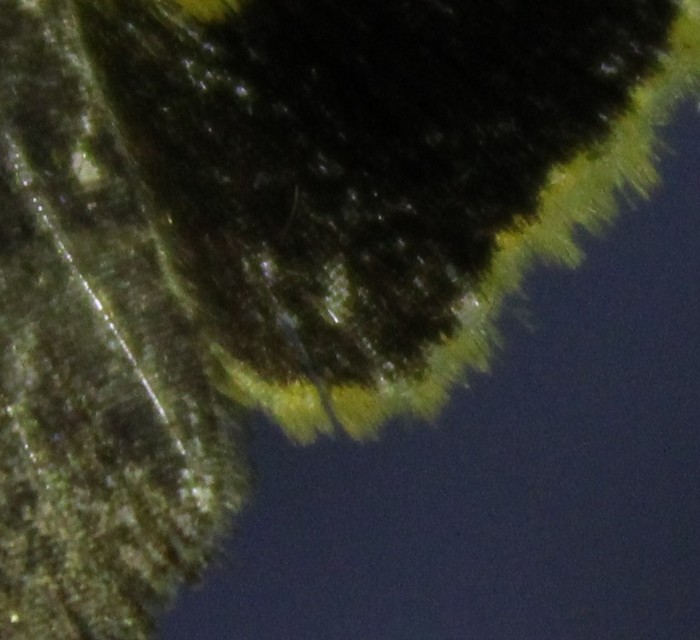 Noctua janthina - tarka sárgafűbagoly