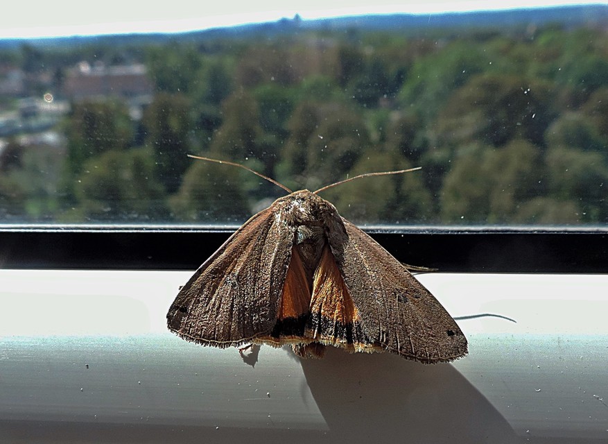 Noctua pronuba - nagy sárgafűbagoly