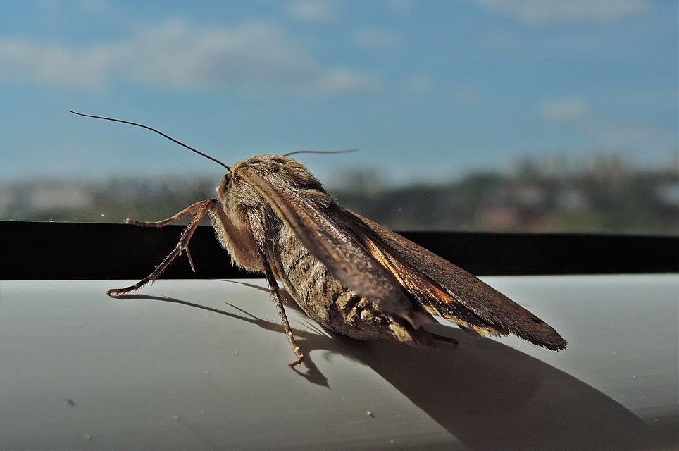 Noctua pronuba - nagy sárgafűbagoly