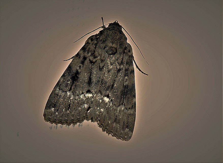 Amphipyra berbera/pyramidea