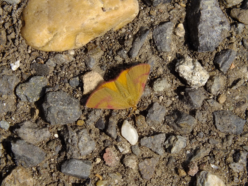 Lythria purpuraria - bíborsávos araszoló