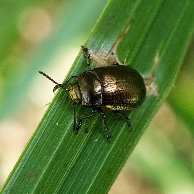 Chrysolina marginata - nyúlánk szegélyeslevelész