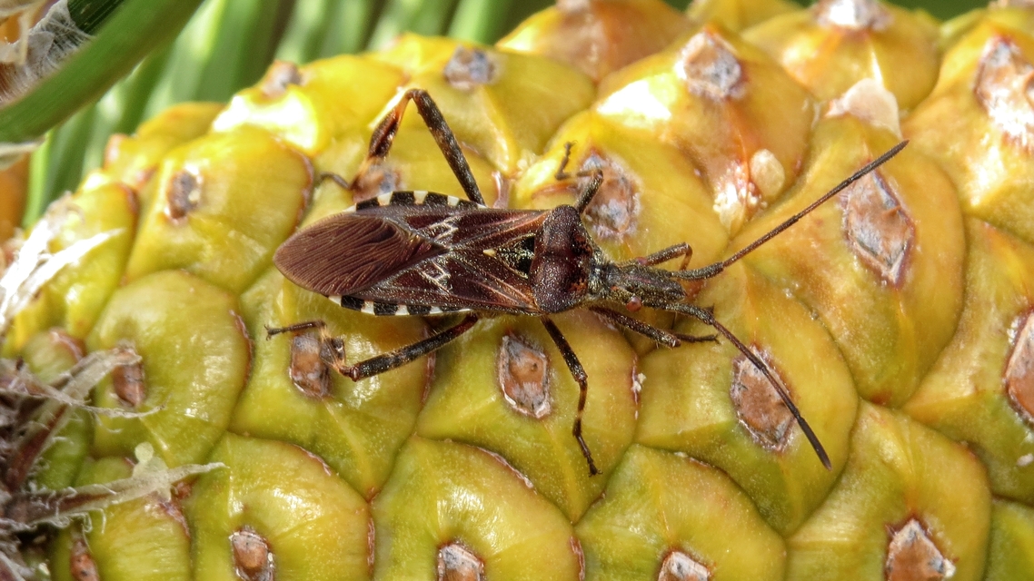 Leptoglossus occidentalis - nyugati levéllábú poloska