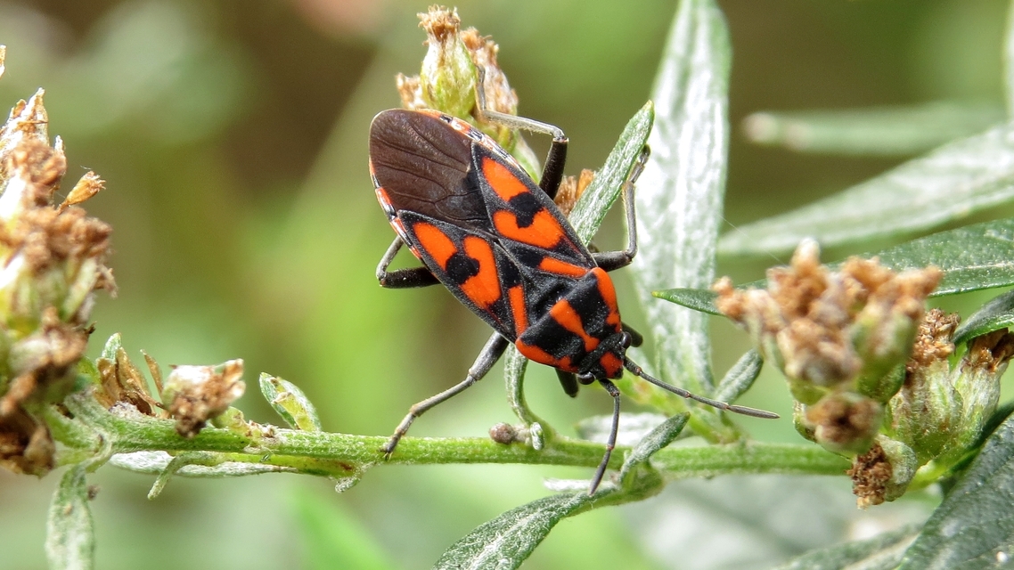 Spilostethus saxatilis - virágbodobács