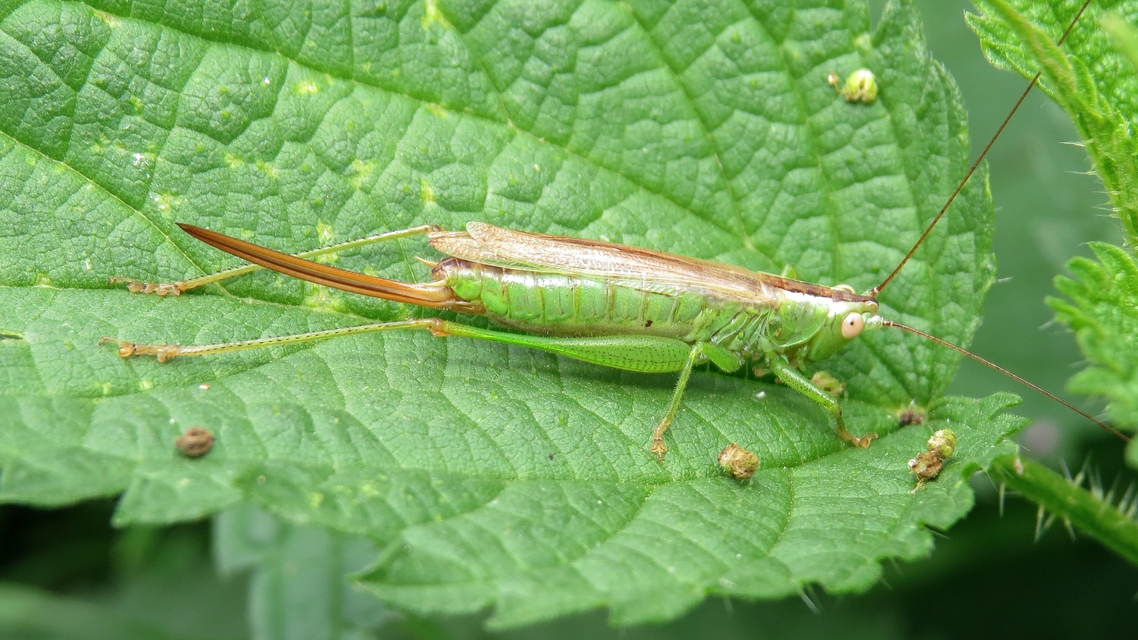 Conocephalus fuscus - kis kúpfejűszöcske