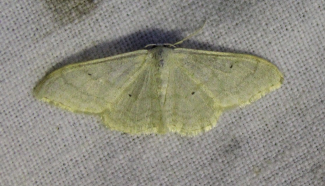 Idaea straminata - szalmasárga sávosaraszoló