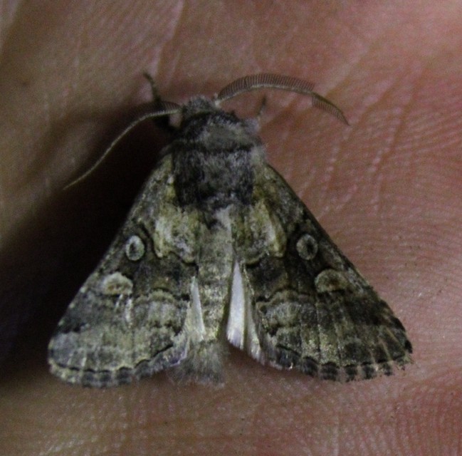 Cleoceris scoriacea - szürke liliombagoly