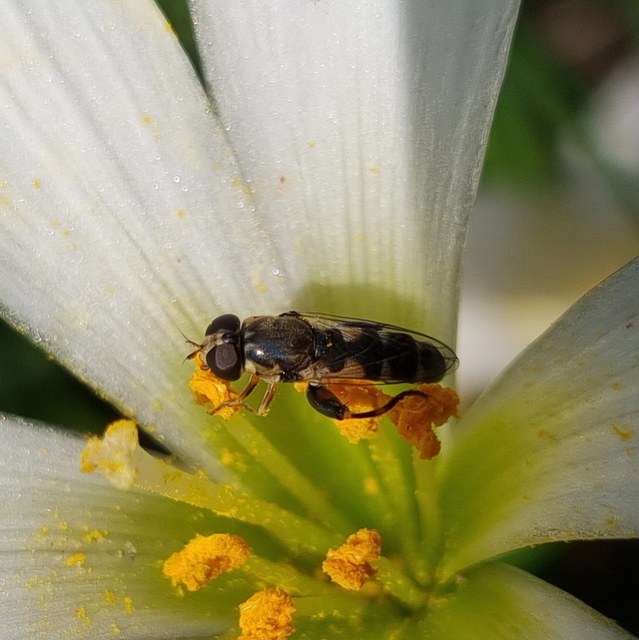 Syritta pipiens - zizegő comboslégy