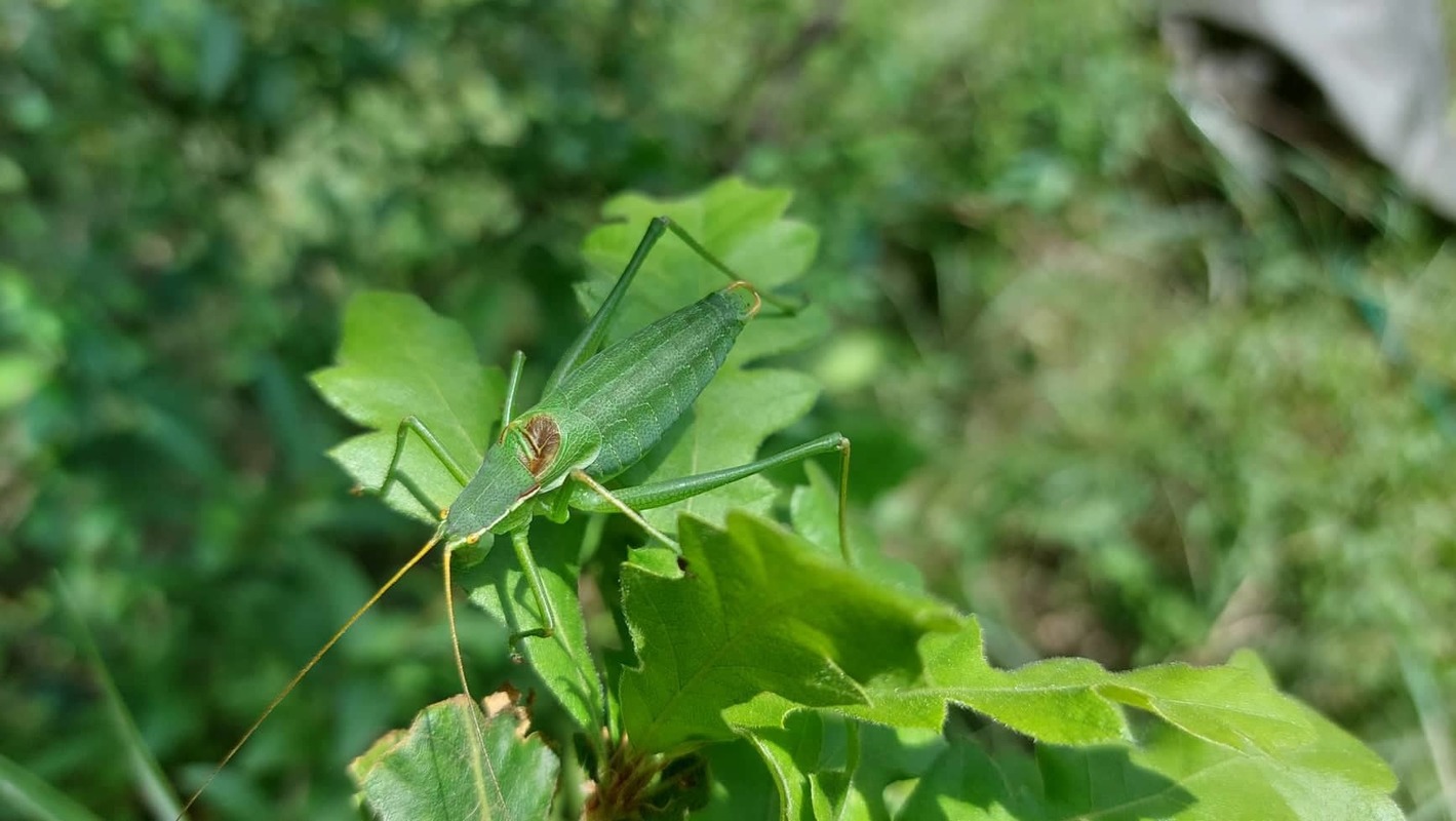 Isophya modesta - szerény tarsza
