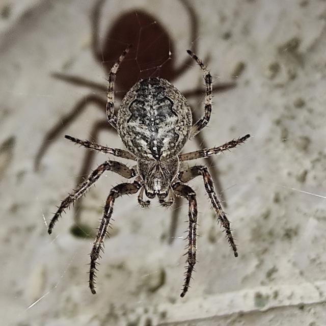 Larinioides ixobolus - ereszalji keresztespók