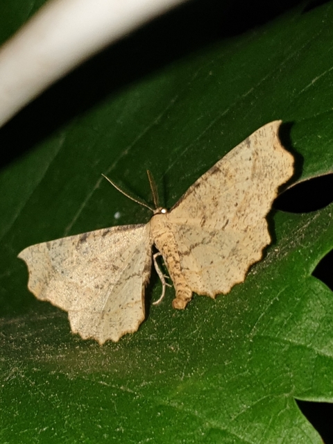Artiora evonymaria - kecskerágó-araszoló