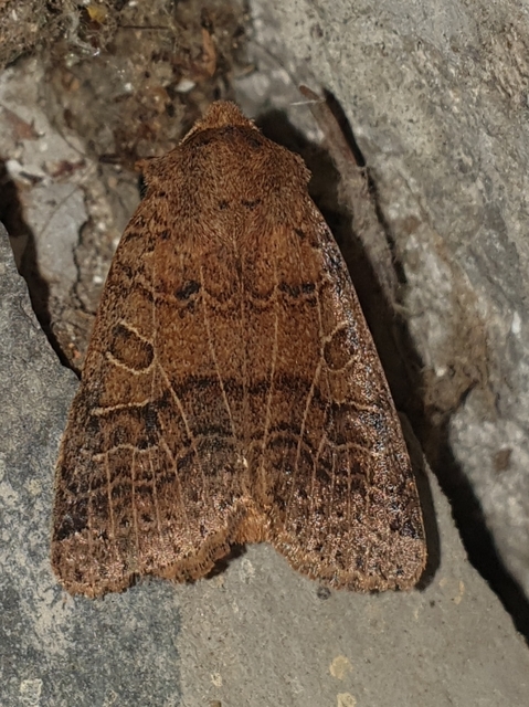 Anchoscelis nitida - rozsdabarna őszibagoly