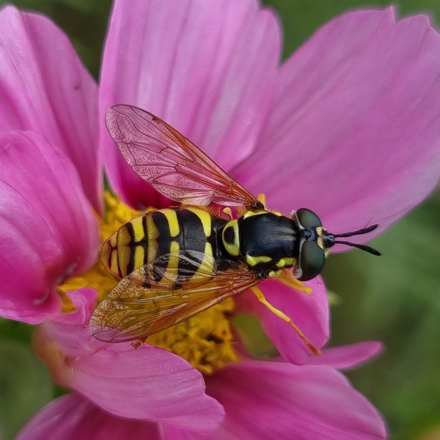 Chrysotoxum