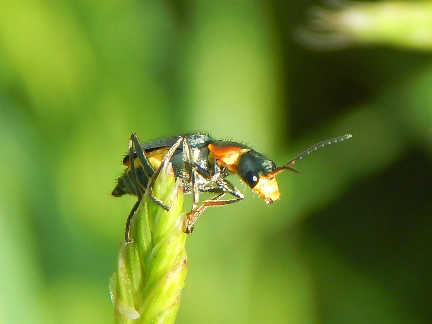 Clanoptilus marginellus - szegélyes bibircsesbogár
