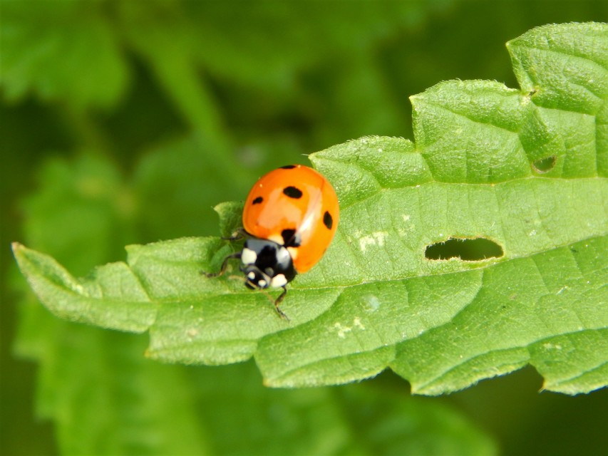 Coccinella septempunctata - hétpettyes katica