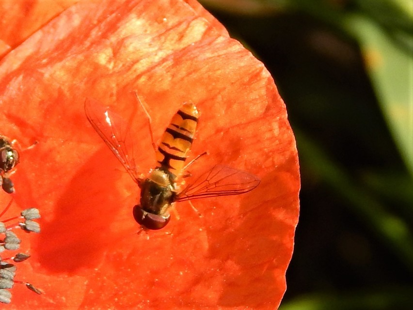 Episyrphus balteatus - ékfoltos zengőlégy