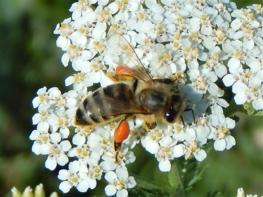 Apis mellifera - háziméh