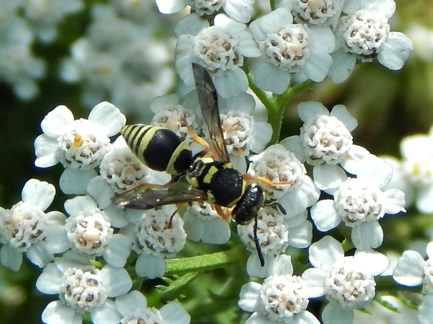 Hymenoptera - Hártyásszárnyúak