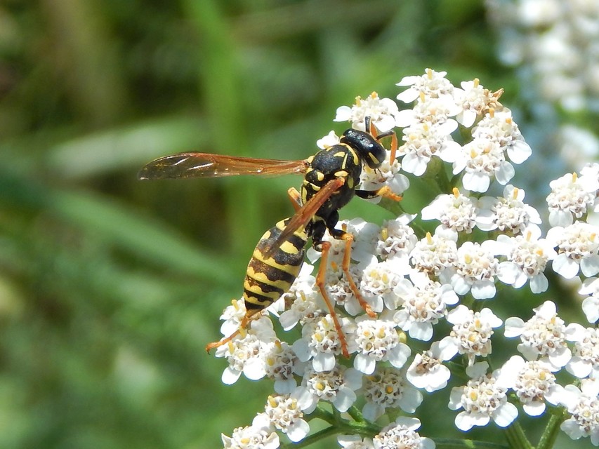 Polistes - papírdarazsak