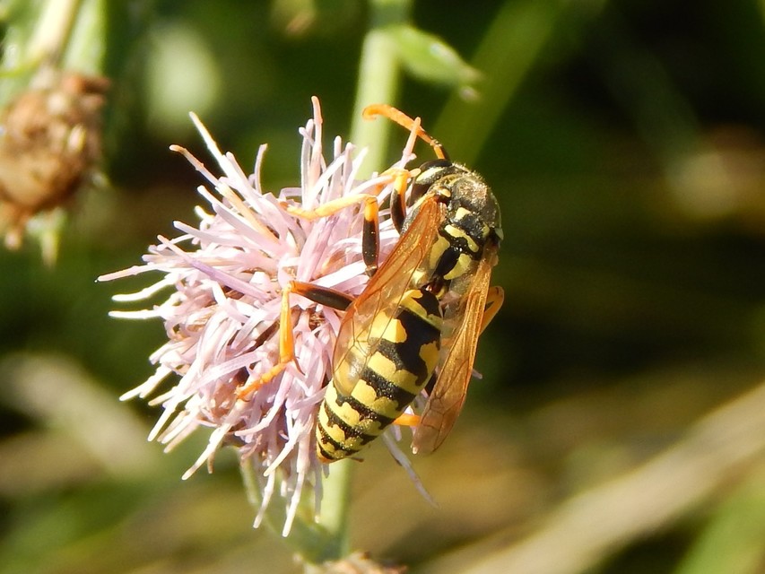 Polistes - papírdarazsak