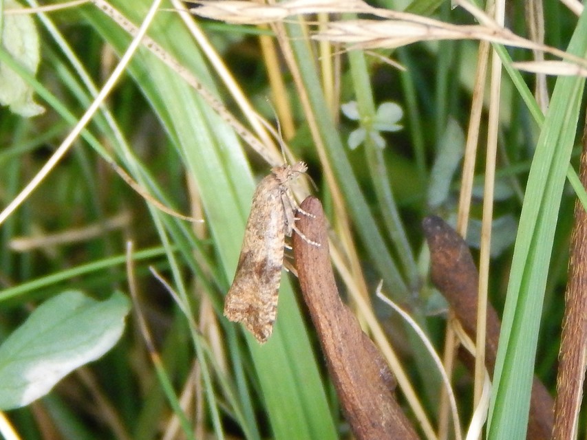 Celypha striana - pitypangfúró tükrösmoly