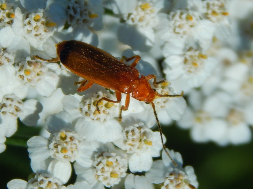 Rhagonycha fulva - feketevégű lágybogár