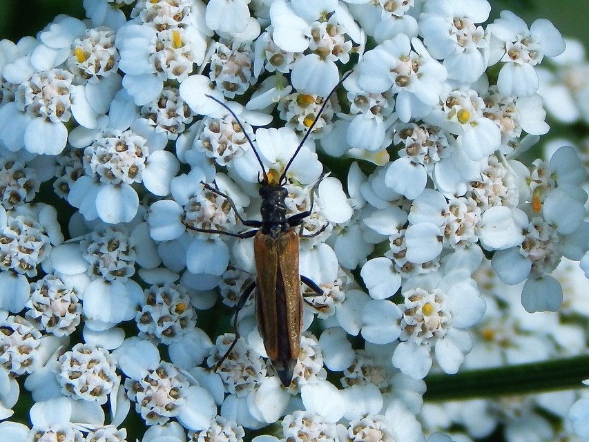 Oedemera femorata - sárgahátú álcincér