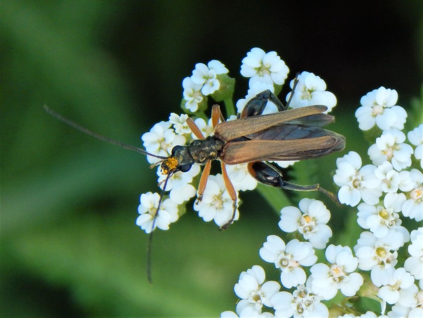 Oedemera podagrariae - székfű-álcincér