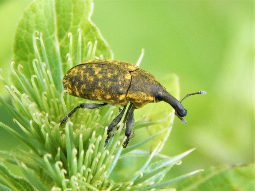 Larinus sturnus - aszat-púderbarkó