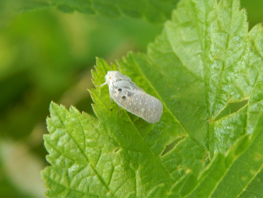 Metcalfa pruinosa - amerikai lepkekabóca