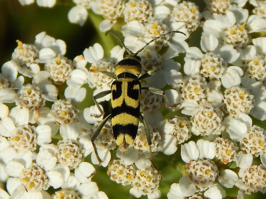 Chlorophorus varius - díszes darázscincér