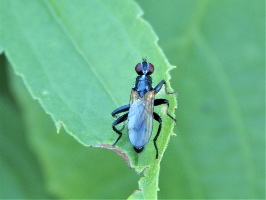Diptera - Kétszárnyúak