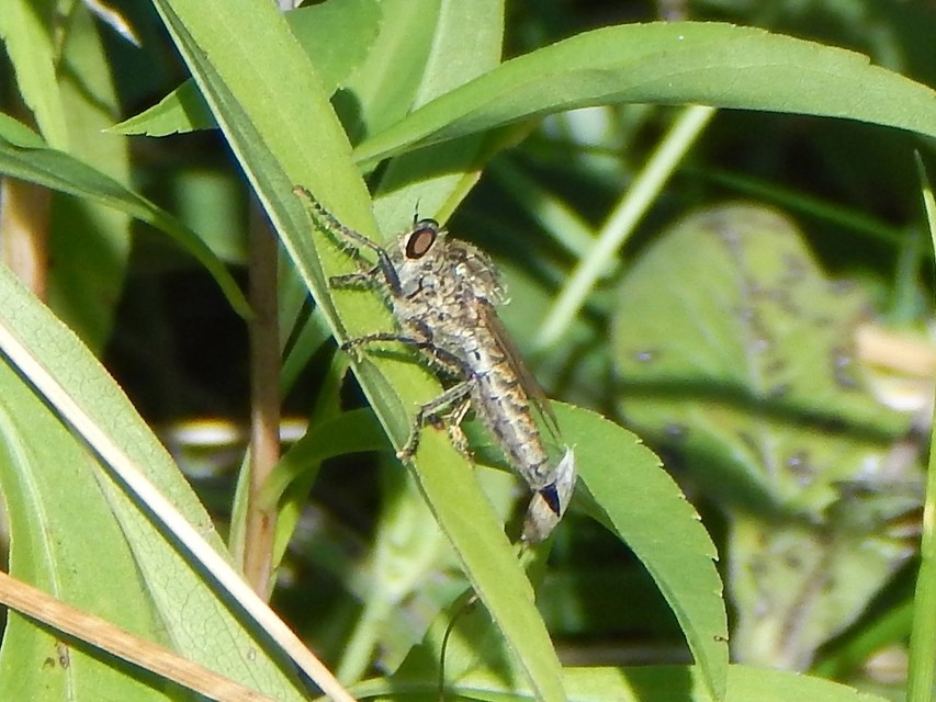 Diptera - Kétszárnyúak