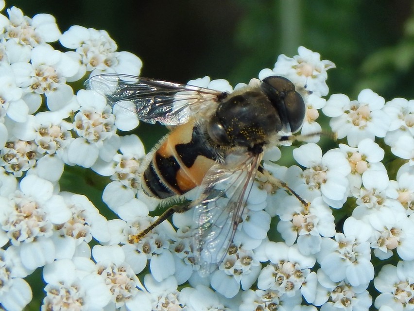 Eristalis