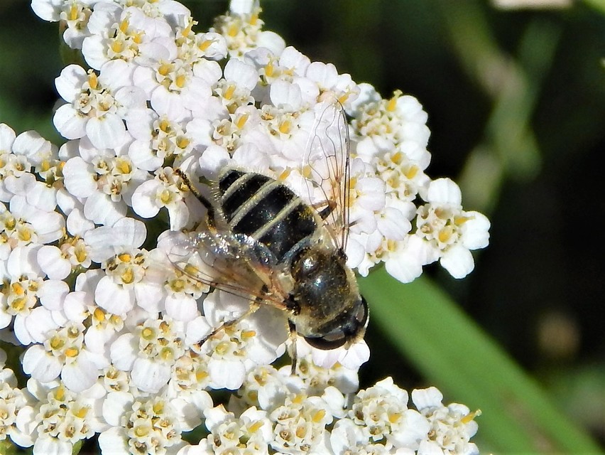 Eristalis