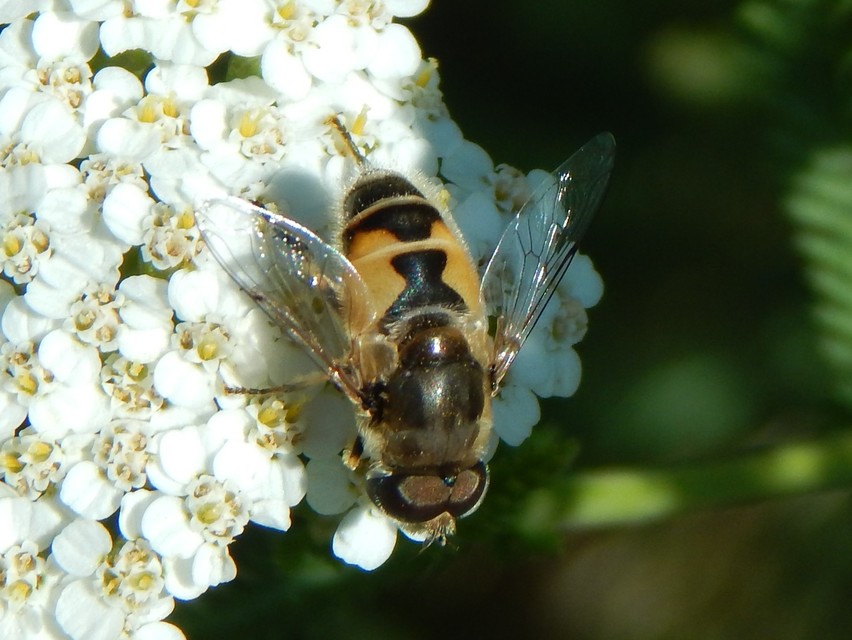 Eristalis
