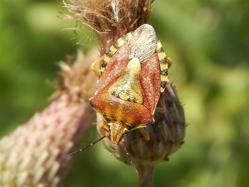 Carpocoris