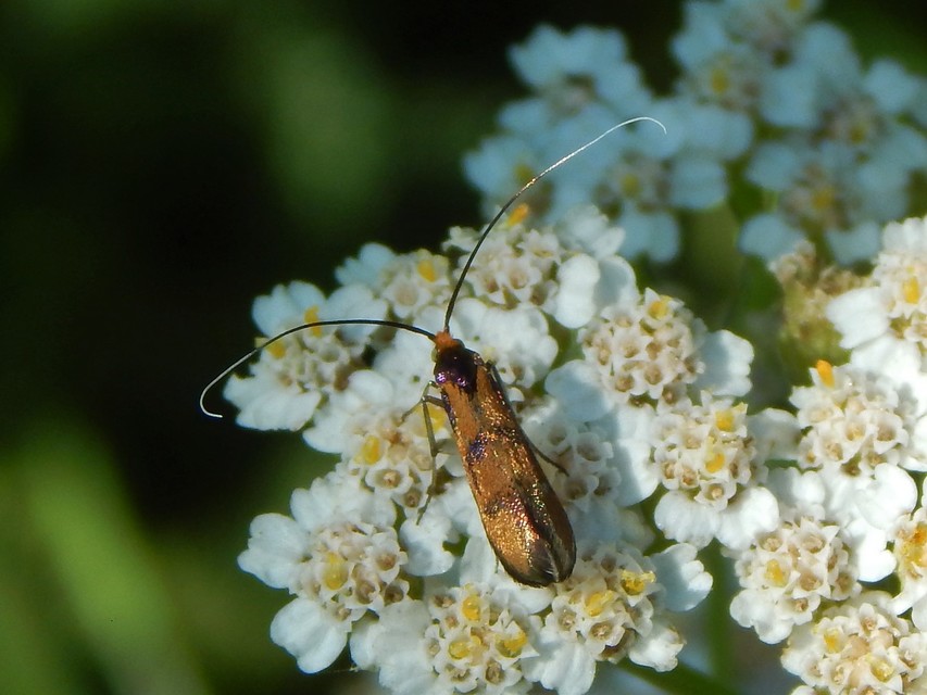 Nemophora pfeifferella - cifra tőrösmoly