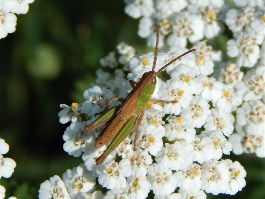 Chorthippus (Chorthippus) (subgenus)
