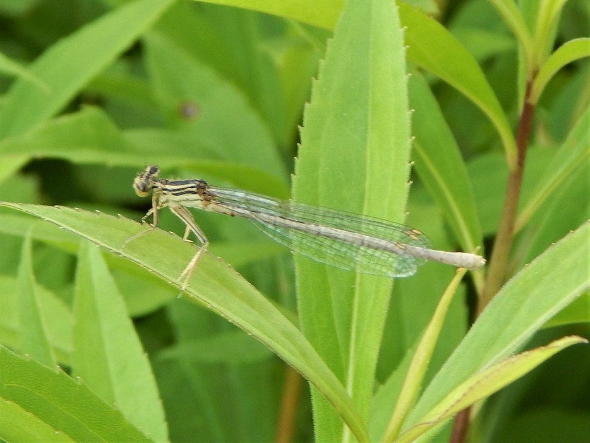 Platycnemis pennipes - széleslábú szitakötő