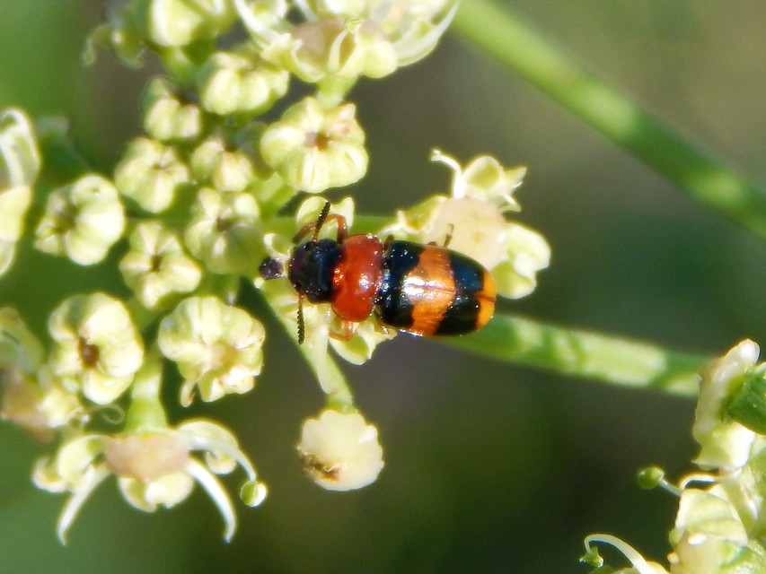 Coptocephala unifasciata - sárgalábú hullóbogár