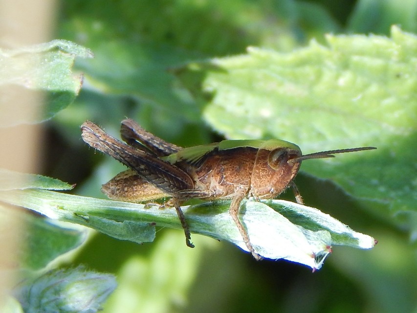 Chorthippus dorsatus - hátas rétisáska