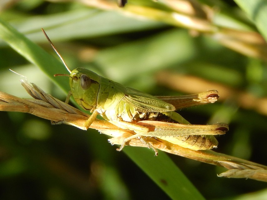 Pseudochorthippus parallelus - közönséges rétisáska
