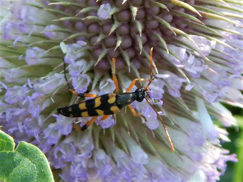 Strangalia attenuata - nyurgacincér