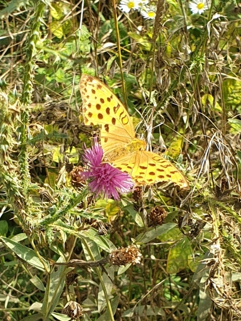 Argynnis laodice - keleti gyöngyházlepke