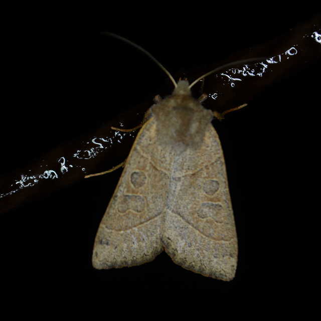 Mesogona acetosellae - madársóskabagoly