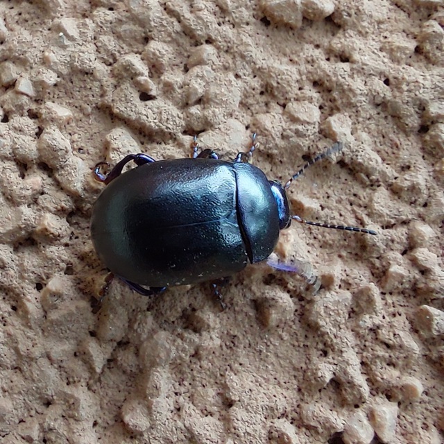 Chrysolina sturmi - vöröslábú levelész
