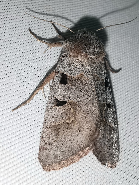 Episema tersa - hármasjegyű liliombagoly