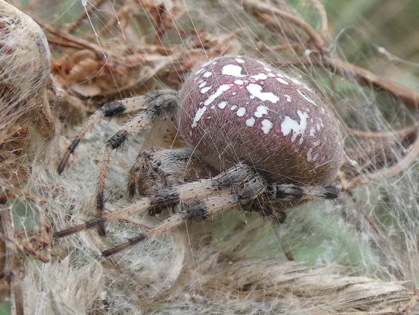 Araneus quadratus - négyes keresztespók