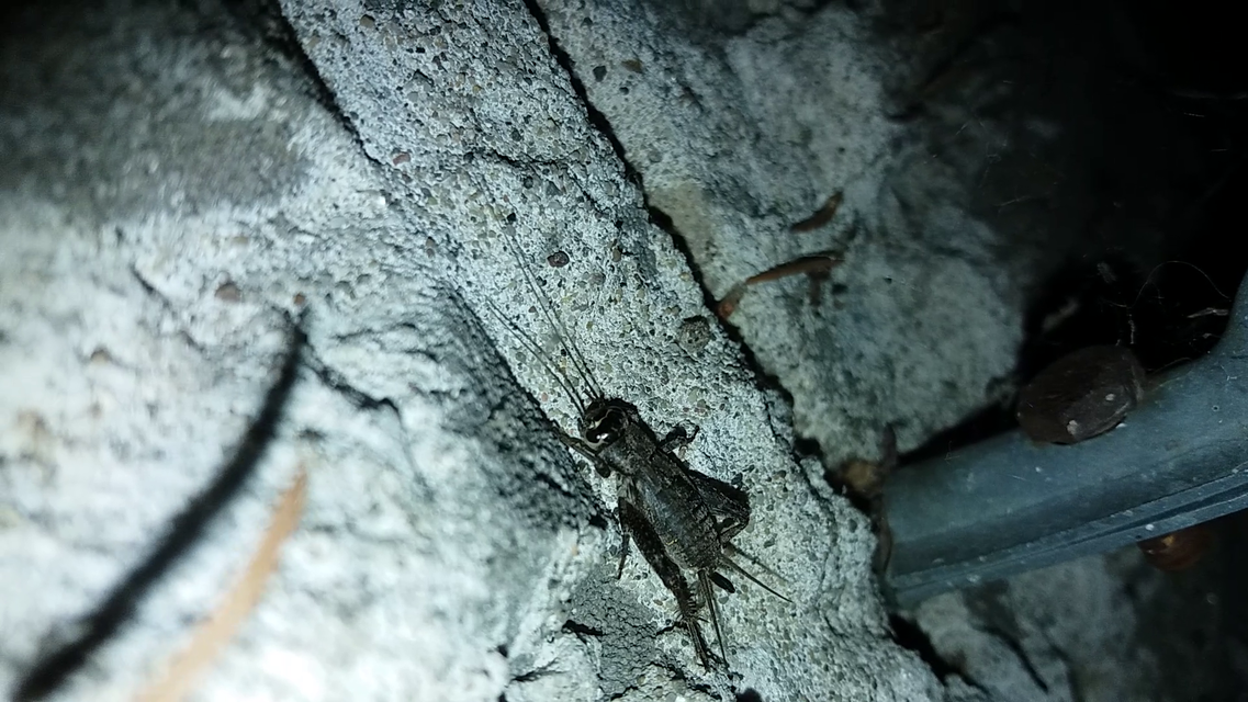 Eumodicogryllus bordigalensis - bordói tücsök